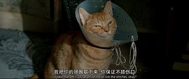 流浪猫鲍勃1免费观看完整版 图9