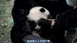 熊猫淘淘当爸爸 图4