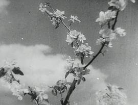 白靜草原 圖6