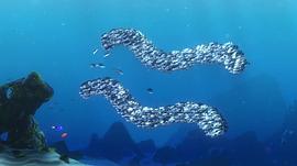 海底总动员电影免费观看完整版 图7