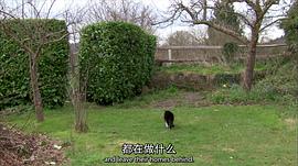 介绍小猫日记 图1