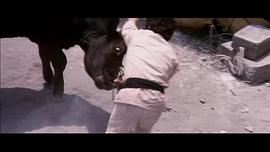 斗毆空手道 極真拳 圖4
