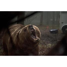 森林里熊吃人的电影 图7