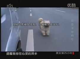 流浪狗小黃的故事 圖3