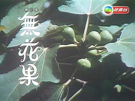 电视剧无花果1996剧情 图8