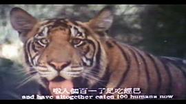 人虎戀 圖10