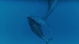 人工鲸鱼刮掉藤壶视频 图1
