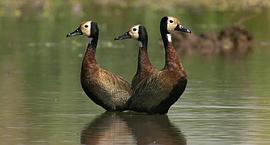 遷徙的鳥 圖8