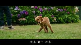 一条狗的使命 图2