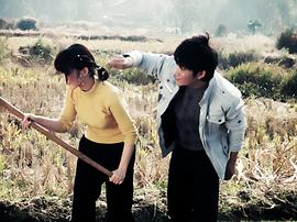 萬年飄香 圖2