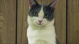 猫夫人与700只猫 图1