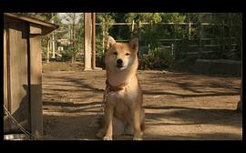 日本关于流浪狗的电影 图3