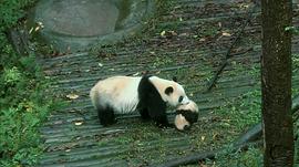 熊猫淘淘当爸爸 图7