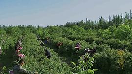塔里木河 圖4