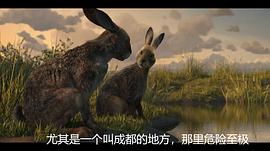 兔子共和国 小说 图3