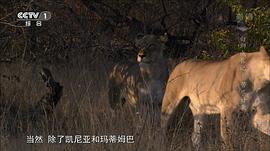 白獅成長記 圖3