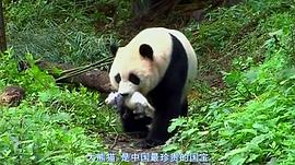 熊猫淘淘 图10