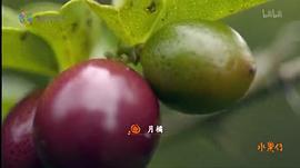 水果传观后感 图7