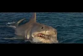 大白鲨在线观看视频 图3