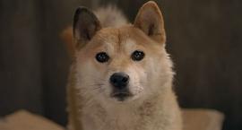日本狗的电影感人的叫什么 图5