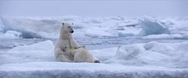 北极熊与棕熊体型对比 图7