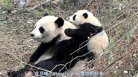 熊猫淘淘当爸爸 图3