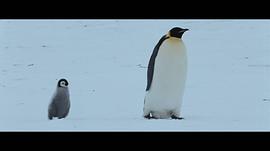 企鹅日记电影 图7