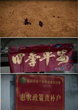 三伏天 圖5