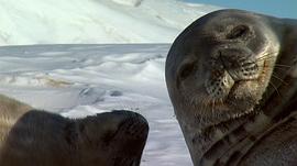 南极之恋电影免费观看完整版 图1