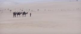 沙漠大战鸵鸟电影免费观看 图3