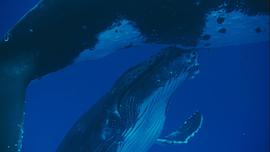 动物星球系列：鲸奇之旅 图9