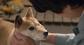 日本关于流浪狗的电影 图9