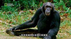 珍古道爾 圖3