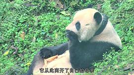 大熊猫淘淘现状 图7
