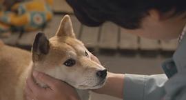 日本关于流浪狗的电影 图3