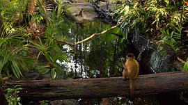 亚马逊猴 图4