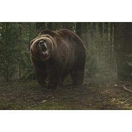 森林里熊吃人的电影 图1