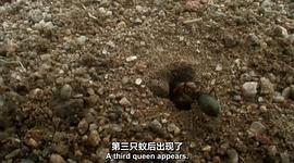 BBC 自然世界：沙漠螞蟻帝國 圖1