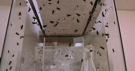 蒼蠅人2 圖6