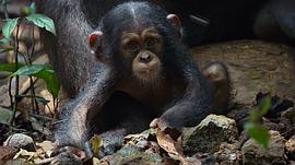 黑猩猩纪录片免费观看 图6
