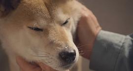 日本狗的电影感人的叫什么 图10