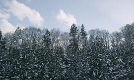 小森林冬春篇国语版 图8