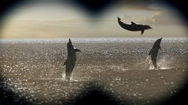 海豚的故事电影免费 图9