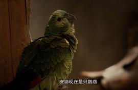 一部关于鹦鹉的电影 图6