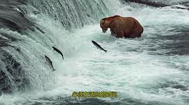 阿拉斯加的棕熊免费观看 图1