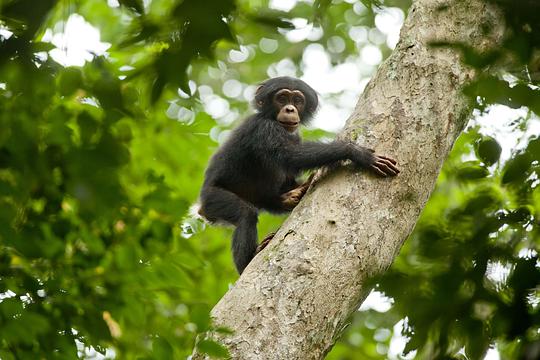 黑猩猩纪录片免费观看