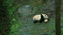 熊猫淘淘当爸爸 图6