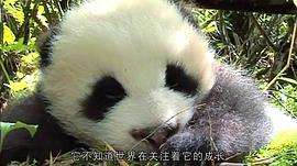熊猫淘淘 图9