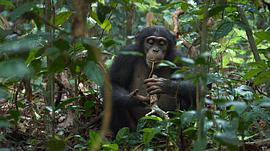 黑猩猩纪录片免费观看 图9