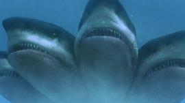 五头鲨鱼电影完整版免费 图8